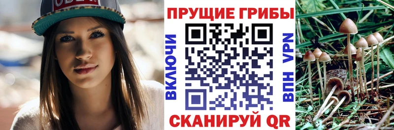 Галлюциногенные грибы Psilocybine cubensis  Горнозаводск 